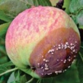 Яблоки гниют на дереве. Что делать с плодовой гнилью? 